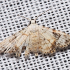 Araeopteron epiphracta (An Erebid moth (Boletobiinae)) at Sheldon, QLD - 9 Mar 2024 by PJH123