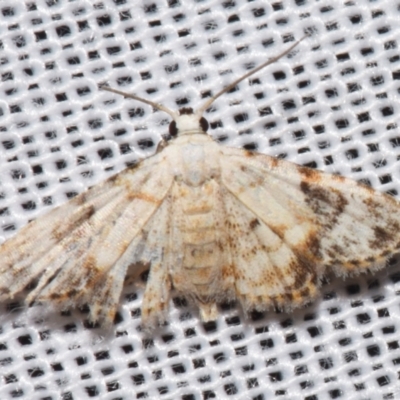 Araeopteron epiphracta (An Erebid moth (Boletobiinae)) at Sheldon, QLD - 9 Mar 2024 by PJH123