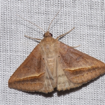 Mocis frugalis (Sugarcane Looper (Erebinae)) at Sheldon, QLD - 8 Mar 2024 by PJH123