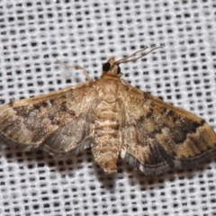 Nacoleia rhoeoalis (Spilomelinae) at Sheldon, QLD - 8 Mar 2024 by PJH123