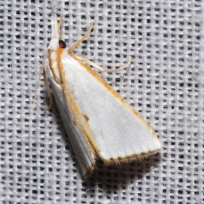 Neargyria argyraspis (A Crambid moth) at Sheldon, QLD - 8 Mar 2024 by PJH123