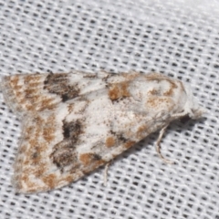 Nola fasciata (A Noctuid moth (Nolidae)) at Sheldon, QLD - 8 Mar 2024 by PJH123