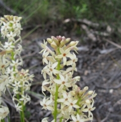 Stackhousia monogyna (Creamy Candles) at Paddys River, ACT - 30 Oct 2010 by MB