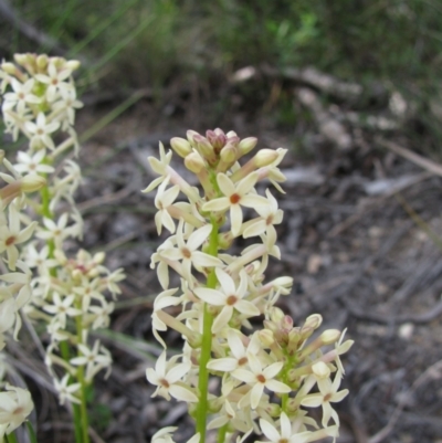 Stackhousia monogyna (Creamy Candles) at Paddys River, ACT - 29 Oct 2010 by MB