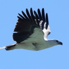 Haliaeetus leucogaster (White-bellied Sea-Eagle) at Houtman Abrolhos, WA - 18 Apr 2024 by jb2602