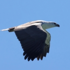 Haliaeetus leucogaster at Houtman Abrolhos, WA - 18 Apr 2024