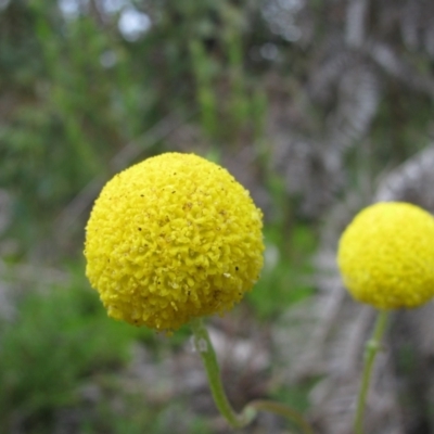 Craspedia sp. (Billy Buttons) at Paddys River, ACT - 30 Oct 2010 by MB