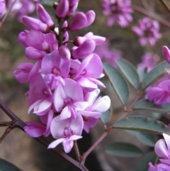 Indigofera australis subsp. australis (Australian Indigo) at Paddys River, ACT - 30 Oct 2010 by MB