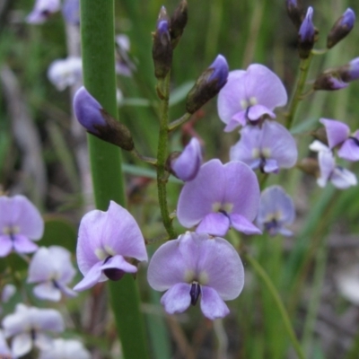 Glycine clandestina (Twining Glycine) at Paddys River, ACT - 29 Oct 2010 by MB