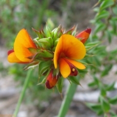 Pultenaea procumbens (Bush Pea) at Paddys River, ACT - 30 Oct 2010 by MB