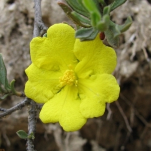 Hibbertia obtusifolia at Paddys River, ACT - 30 Oct 2010 08:58 AM