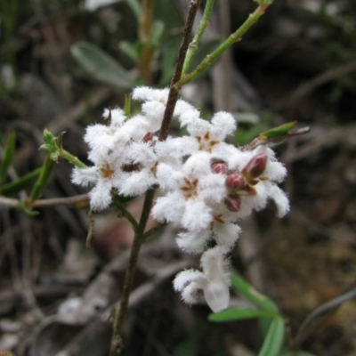 Leucopogon or Styphelia sp. (A Beard-heath) at Paddys River, ACT - 29 Oct 2010 by MB