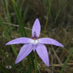 Glossodia major (Wax Lip Orchid) at Paddys River, ACT - 29 Oct 2010 by MB