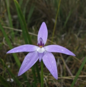 Glossodia major at Paddys River, ACT - 30 Oct 2010