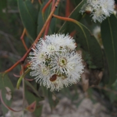 Eucalyptus (genus) (A Gum Tree) at Paddys River, ACT - 30 Oct 2010 by MB