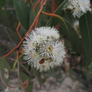 Eucalyptus sp. at Paddys River, ACT - 30 Oct 2010 09:02 AM