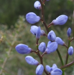 Comesperma volubile (Love Creeper) at Paddys River, ACT - 30 Oct 2010 by MB