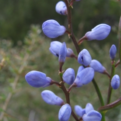 Comesperma volubile (Love Creeper) at Paddys River, ACT - 30 Oct 2010 by MB