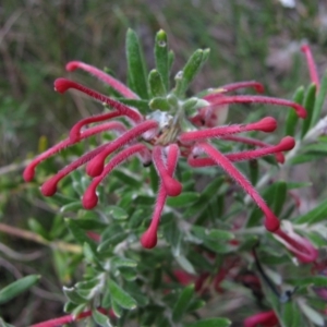 Grevillea lanigera at Paddys River, ACT - 30 Oct 2010