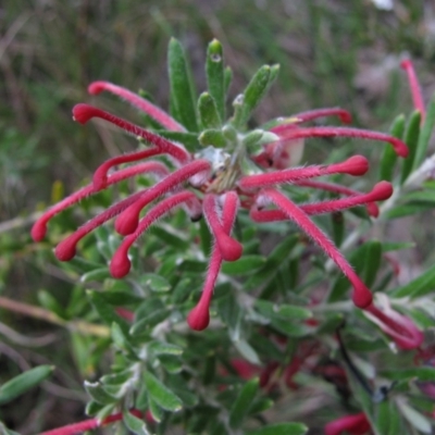 Grevillea lanigera (Woolly Grevillea) at Paddys River, ACT - 29 Oct 2010 by MB