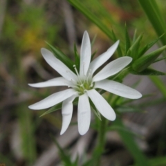 Stellaria pungens (Prickly Starwort) at Paddys River, ACT - 30 Oct 2010 by MB