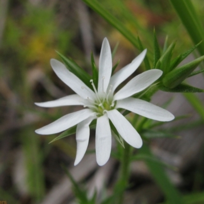 Stellaria pungens (Prickly Starwort) at Paddys River, ACT - 30 Oct 2010 by MB