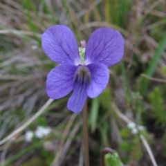 Viola betonicifolia (Mountain Violet) at Paddys River, ACT - 29 Oct 2010 by MB