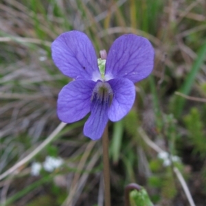 Viola betonicifolia at Paddys River, ACT - 30 Oct 2010 09:06 AM