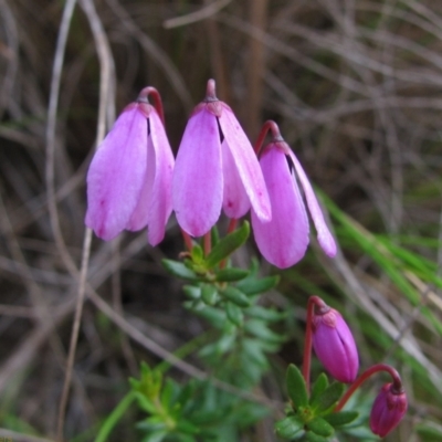 Tetratheca bauerifolia (Heath Pink-bells) at Paddys River, ACT - 30 Oct 2010 by MB