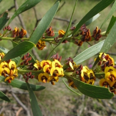 Daviesia mimosoides subsp. mimosoides at Paddys River, ACT - 30 Oct 2010 by MB