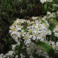 Olearia lirata (Snowy Daisybush) at Paddys River, ACT - 30 Oct 2010 by MB