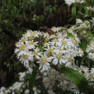 Olearia lirata at Paddys River, ACT - 30 Oct 2010