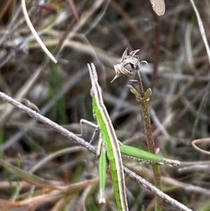 Keyacris scurra at Wamboin, NSW - 22 Aug 2024