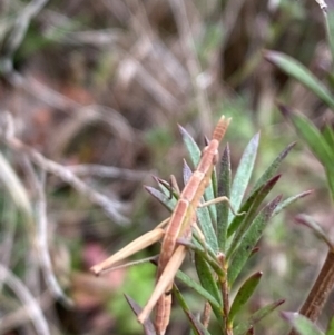 Keyacris scurra at Wamboin, NSW - 22 Aug 2024