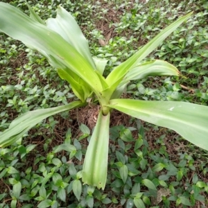 Crinum pedunculatum at suppressed - suppressed