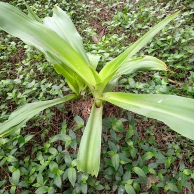 Crinum pedunculatum (Swamp Lily, River Lily, Mangrove Lily) at Jamberoo, NSW - 22 Aug 2024 by plants