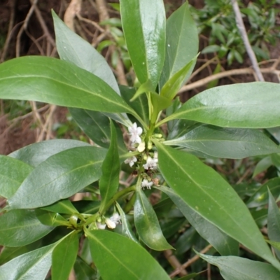 Myoporum acuminatum (Boobialla) at Jamberoo, NSW - 22 Aug 2024 by plants