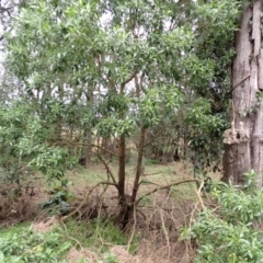 Myoporum acuminatum at Jamberoo, NSW - 22 Aug 2024 09:32 AM