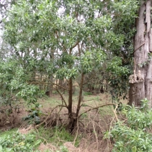 Myoporum acuminatum at Jamberoo, NSW - 22 Aug 2024