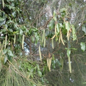 Parsonsia straminea at Jamberoo, NSW - 22 Aug 2024 10:30 AM