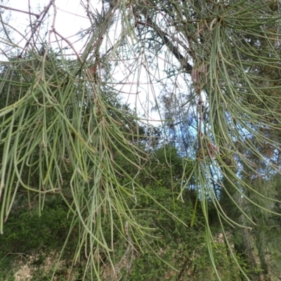 Amyema cambagei (Sheoak Mistletoe) at Jamberoo, NSW - 22 Aug 2024 by plants