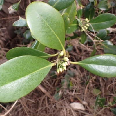 Aegiceras corniculatum (River Mangrove) at Jamberoo, NSW - 22 Aug 2024 by plants