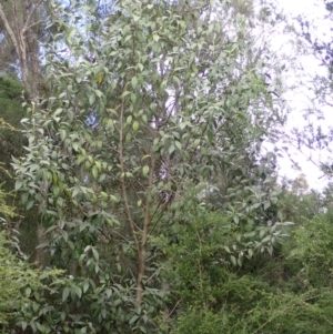 Lagunaria patersonia subsp. patersonia at Jamberoo, NSW - 22 Aug 2024