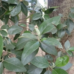 Lagunaria patersonia subsp. patersonia at Jamberoo, NSW - 22 Aug 2024 10:21 AM