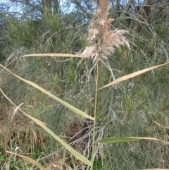 Phragmites australis (Common Reed) at Jamberoo, NSW - 22 Aug 2024 by plants