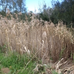 Phragmites australis at Jamberoo, NSW - 22 Aug 2024