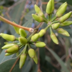 Eucalyptus amplifolia (Cabbage Gum) at Jamberoo, NSW - 22 Aug 2024 by plants