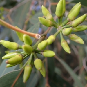 Eucalyptus amplifolia at Jamberoo, NSW - 22 Aug 2024 09:54 AM