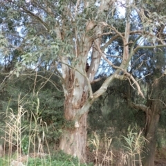 Eucalyptus amplifolia at Jamberoo, NSW - 22 Aug 2024 09:54 AM