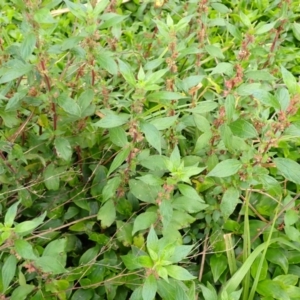 Parietaria judaica at Jamberoo, NSW - 22 Aug 2024